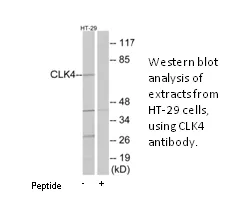 CLK4 Antibody - image 1