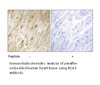 BCA3 Antibody - image 1