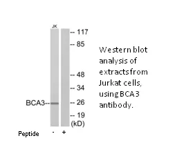 BCA3 Antibody - image 2