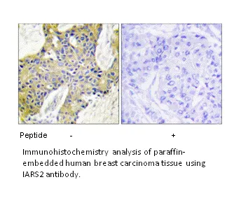 IARS2 Antibody - image 2