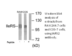 IARS2 Antibody - image 3