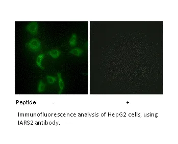 IARS2 Antibody - image 1