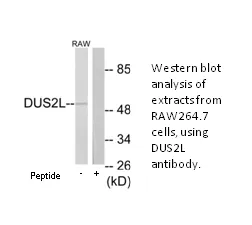 DUS2L Antibody - image 2