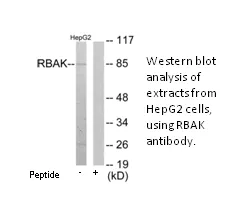 RBAK Antibody - image 1