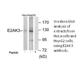E2AK3 Antibody - image 2