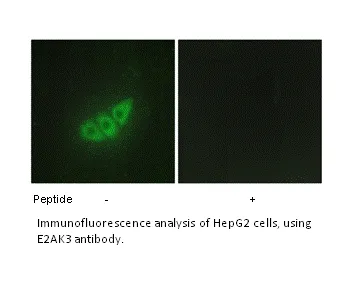 E2AK3 Antibody - image 1