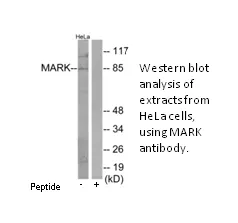 MARK Antibody - image 1