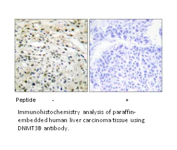 DNMT3B Antibody - image 2