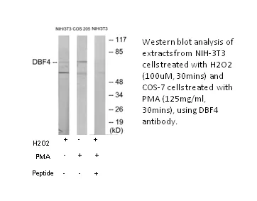 DBF4 Antibody - image 1