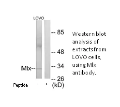 Mlx Antibody - image 1