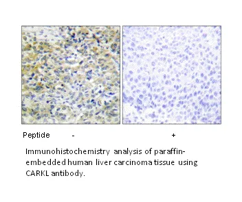 CARKL Antibody - image 2