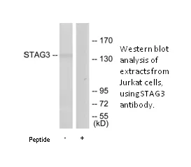 STAG3 Antibody - image 1