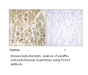 FOXD3 Antibody - image 1