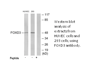 FOXD3 Antibody - image 2
