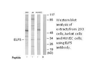 ELF5 Antibody - image 1