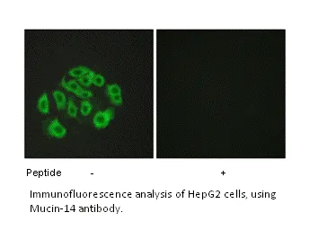 Mucin-14 Antibody - image 1
