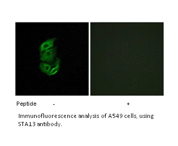 STA13 Antibody - image 1