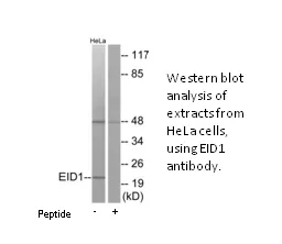EID1 Antibody - image 2