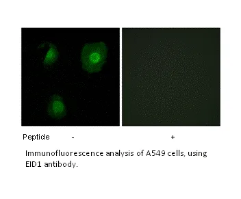 EID1 Antibody - image 1