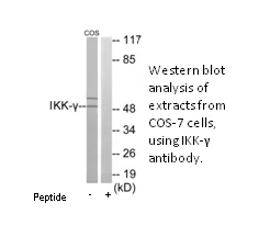 IKK-γ Antibody - image 1