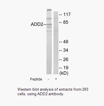 ADD2 Antibody - image 1