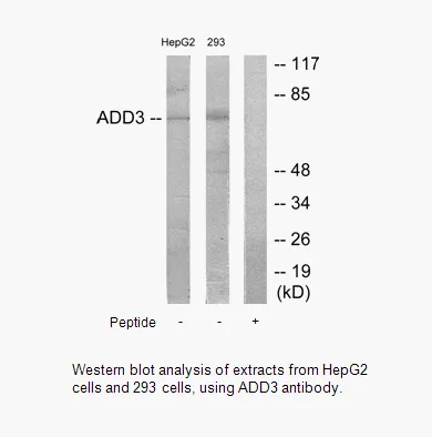 ADD3 Antibody - image 1