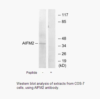 AIFM2 Antibody - image 1