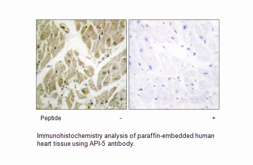 API-5 Antibody - image 2