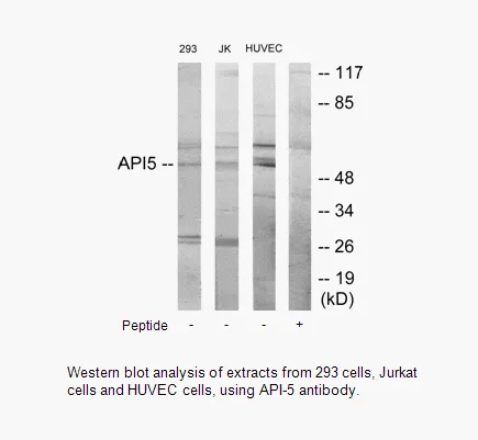 API-5 Antibody - image 1