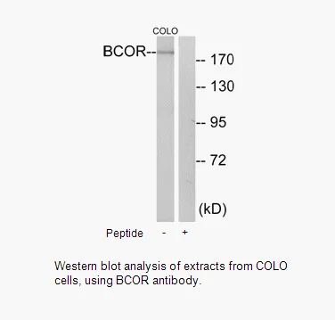 BCOR Antibody - image 2