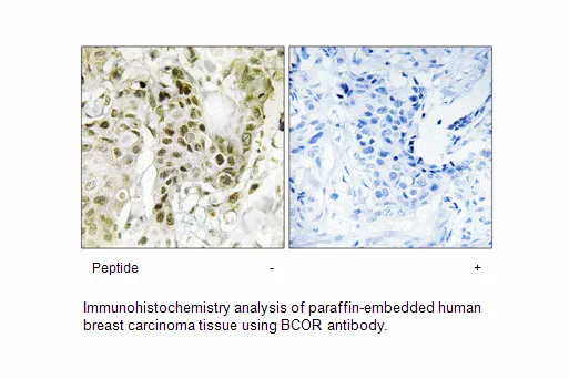 BCOR Antibody - image 1