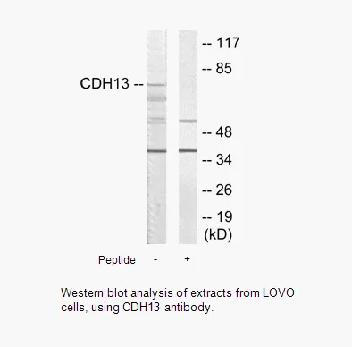 CDH13 Antibody - image 2