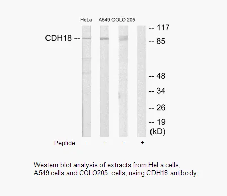 CDH18 Antibody - image 1