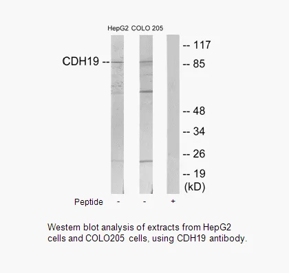 CDH19 Antibody - image 1