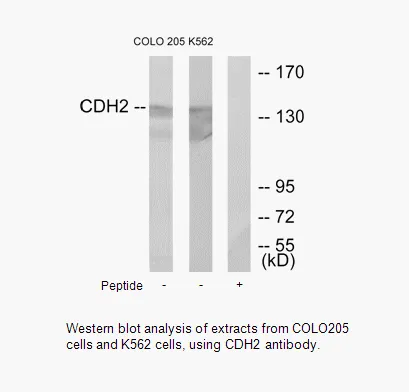 CDH2 Antibody - image 1