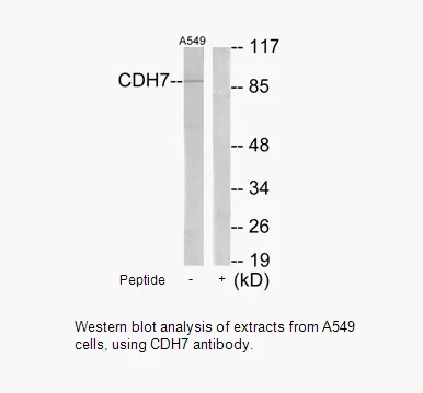 CDH7 Antibody - image 1
