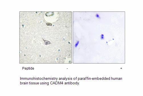 CADM4 Antibody - image 2