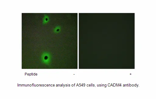 CADM4 Antibody - image 3