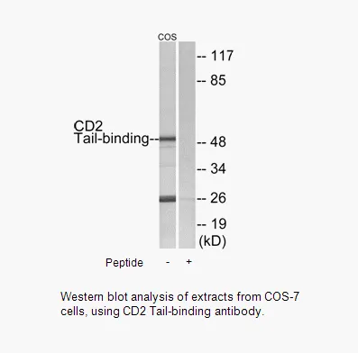 CD2 Tail-binding Antibody - image 1