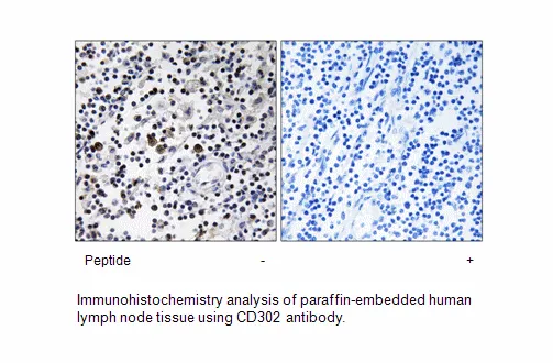 CD302 Antibody - image 1