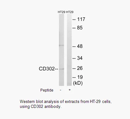 CD302 Antibody - image 2