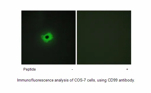 CD99 Antibody - image 1
