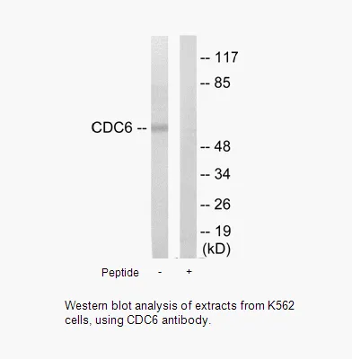 CDC6 Antibody - image 1