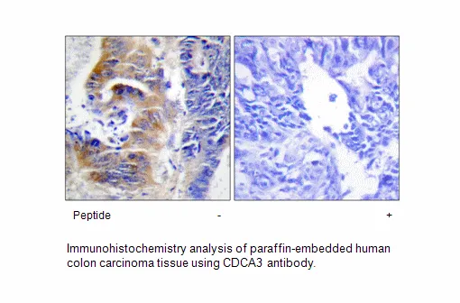 CDCA3 Antibody - image 2