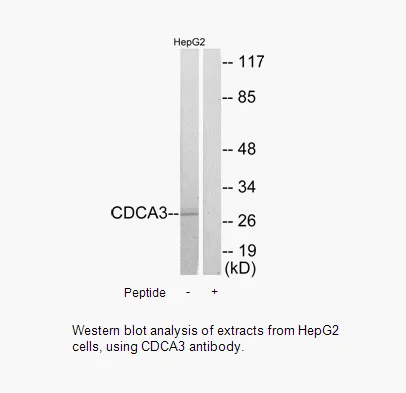 CDCA3 Antibody - image 1