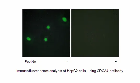 CDCA4 Antibody - image 2