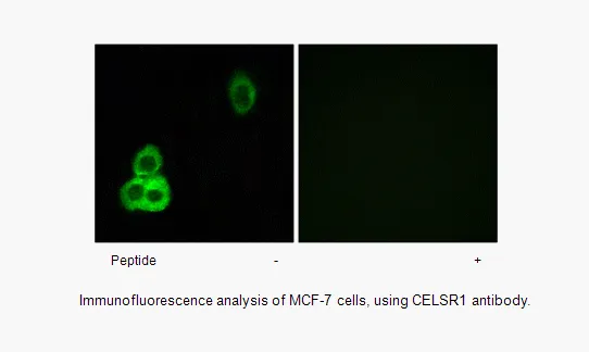 CELSR1 Antibody - image 1