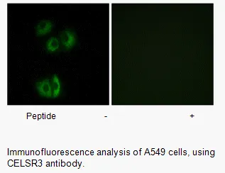 CELSR3 Antibody - image 3