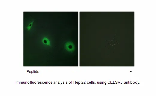 CELSR3 Antibody - image 1