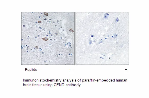 CEND Antibody - image 1
